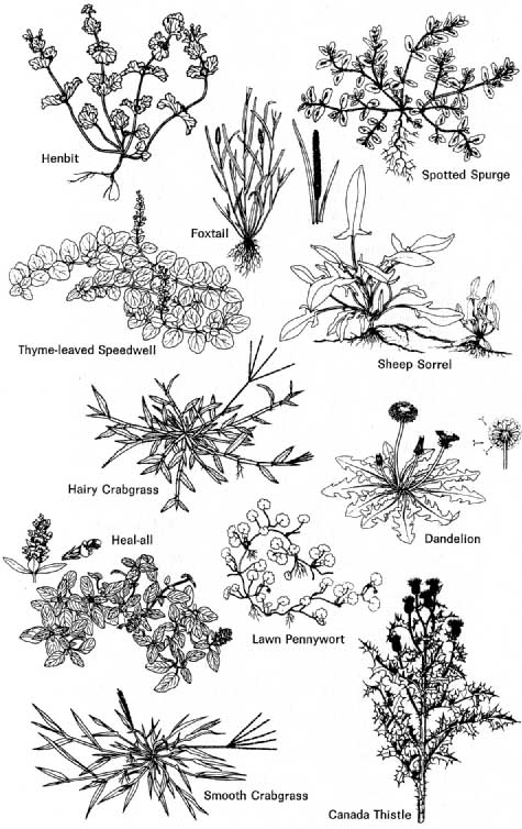 Weeds and Their Control